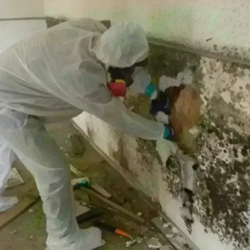 Mold Remediation and Removal in Johnstown, NY